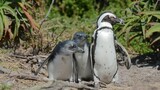 African penguin populations plummet due to food shortages