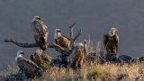 SA pledges to intensify efforts in vulture conservation