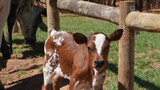 Rare dwarf Nguni calf born at Vergelegen wine estate