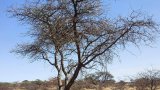 How the SAT-CARe initiative is transforming tree planting strategies in Southern Africa