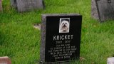 Finding solace: the role of animal chaplains in pet grief