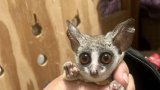 Bush baby returns home after unexpected journey to Cape Town aboard festival truck