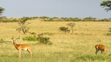 New study highlights alarming decline in biodiversity across sub-Saharan Africa