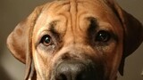 NSPCA welcomes conviction of Boerboel breeder for illegal animal maiming