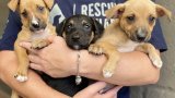 The emotional toll of dog abandonment: understanding the impact on canines