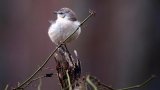 How light pollution is affecting bird behaviour