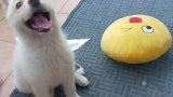 Skyler shares her playful energy