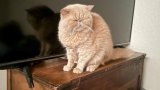 Meet Pudge: the college football cat taking the internet by storm