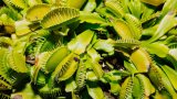 Mid-Atlantic Carnivorous Plant Society celebrates its growth with inaugural plant show