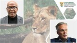 Minister waits on lion-breeding report amid allegations of industry ties