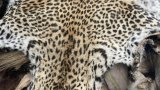 How the illegal wildlife trade connects to drug trafficking and arms dealing