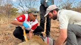 For lions, Mthethwa is always ready to roar into action