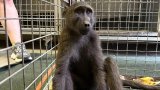 Watch: Cape Town Stowaways or 'muti' market escapees? Baboons captured in Durban