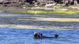 Private Funds step in as Trump cuts threaten sea otter restoration