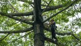 Urban nest boxes will help save endangered cockatoos