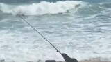Stay away from seals: Public safety warning after seal 'attacks' fishing rod