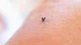 Mosquitoes discovered in Iceland for first time