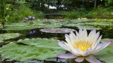 How the University of Pretoria's lily pond pays homage to Claude Monet