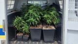 Cops crack down on cannabis house in Sunnydale