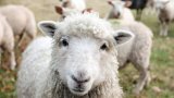 Stellenbosch University admits students suffocated sheep in research experiment