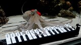 Ink-credible: Octopus learns piano in viral experiment