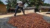 Cocoa growers rue 'curse of brown gold'