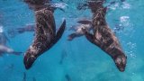 Public told to steer clear of Cape fur seals