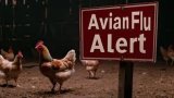 Bird flu outbreak threatens poultry and wildlife in Western Cape