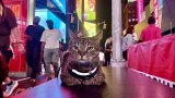 160km into a road trip, family realises their cat is on top of their van