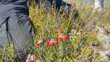 Rediscovery of the endangered Erica cunoniensis: a beacon of hope for conservation