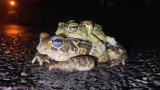 Fencing jeopardises breeding grounds of endangered Western Leopard Toads