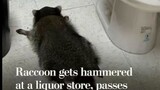 Drunk raccoon found in liquor store is a repeat offender