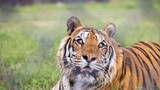 Virus kills dozens of tigers in Thailand park