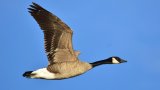 Plagued by geese, a city pays for drones and dogs to scare them away