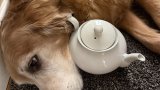 Dog’s hilarious thieving habit stumps experts
