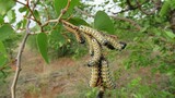 New study reveals genetic vulnerabilities in mopane worms across Southern Africa