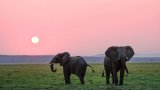 South Africa celebrates World Elephant Day with strong conservation commitments