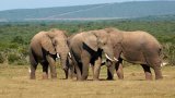 SA National Parks Week attracts over 105,000 visitors in 2025