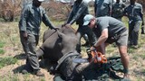 KZN leads the fight against rhino poaching with a remarkable 68% decline