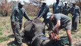 World Rhino Day: Ezemvelo KZN Wildlife reports significant poaching decline