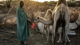 Camels replace cows as Kenya battles drought