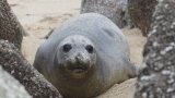 Bakkies the elephant seal returns to Cape Town' s shores