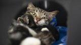 Cape Town SPCA warns of 'unprecedented' pet overpopulation crisis: This is not an animal problem, it's a people problem.