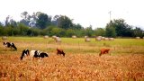 ConCourt broadens interpretation of grazing rights under ESTA