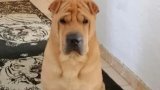 Missing Shar Pei who loved bean curry and ladoo found shot dead in Ladysmith