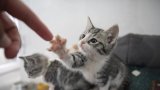 Outrage in Hanover Park after five cats are found beheaded