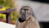 Second baboon sighting reported in Durban as search for juvenile continues