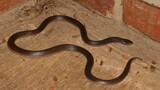 Trying to save a snake? A Durban expert says that’s exactly how people get bitten