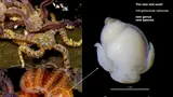 Scientists unveil new genus of parasitic sea snail in the Great African Seaforest