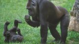 Going people-watching at the zoo with primatologists. Here’s what they saw.
